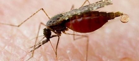 Zika podría infectar células implicadas en formación craneal