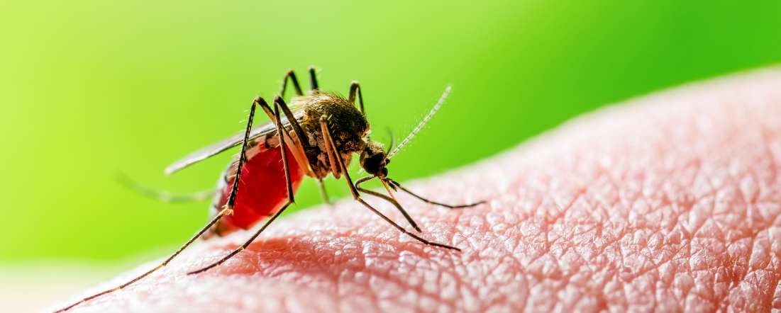 Científicos diseñan molécula que podría combatir la malaria, Chagas y babesiosis