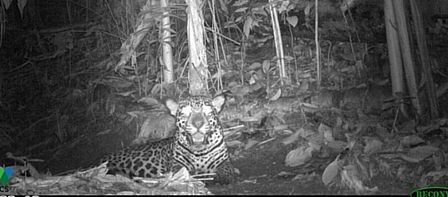 Jaguares capturados por el lente de una cámara en el Magdalena Medio.