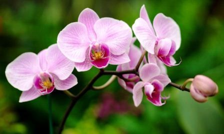 Conociendo orquídeas nativas de Cundinamarca