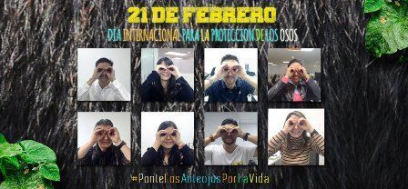 Crean campaña para proteger a los osos de anteojos